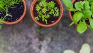 How Do Plants Prepare Their Food?