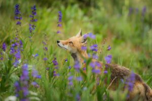 The Fox Who Got Grapes